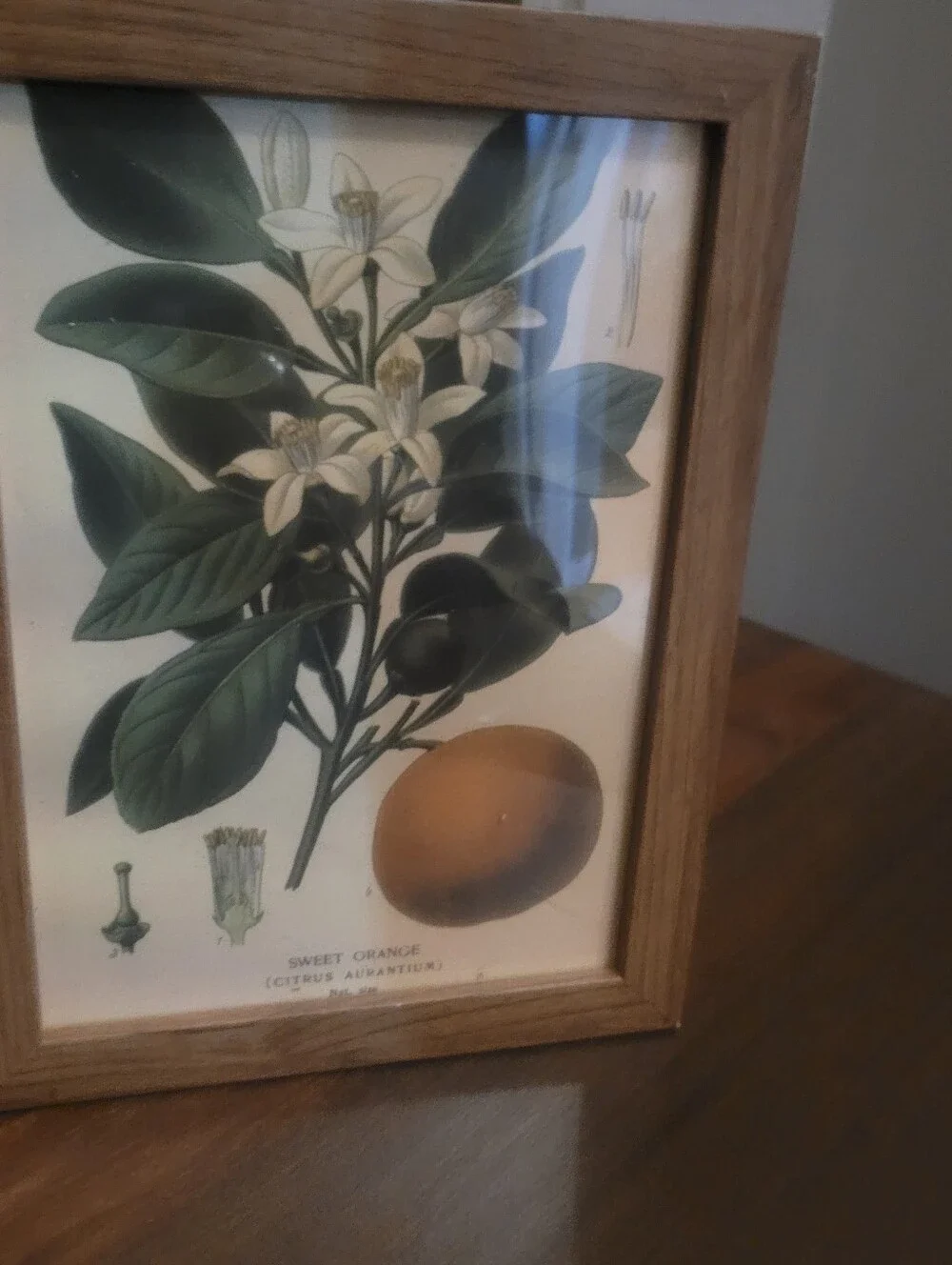 Botanical Sweet Orange Wall Art Print in Green and Cream - Unbranded